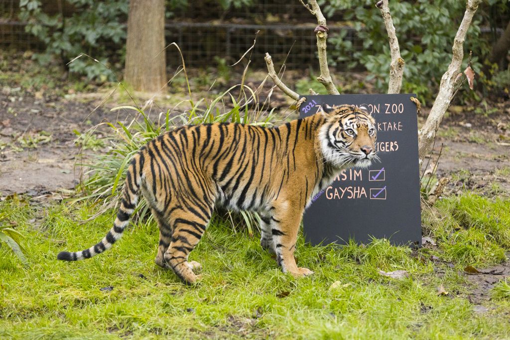 Taking stock… ZSL London Zoo’s annual stocktake