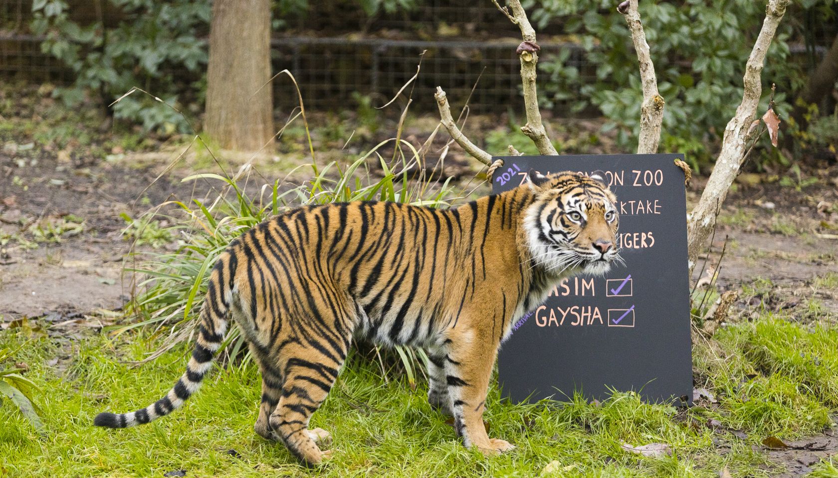 Taking stock… ZSL London Zoo’s annual stocktake