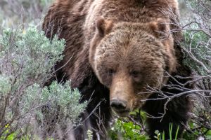 Grizzly bear sow #399 close up moving through sage