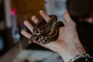 Hand holding a pet garter snake indoors