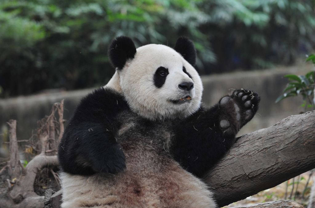 A Panda research base in Chengdu Province has raised $200,000 for a program designed to create a natural habitat for some 112 bears
