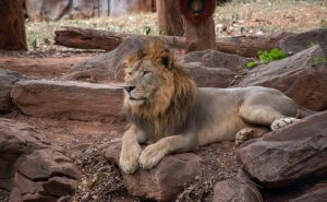 Lion Resting On Rock