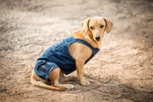 Small dog in denim dungarees