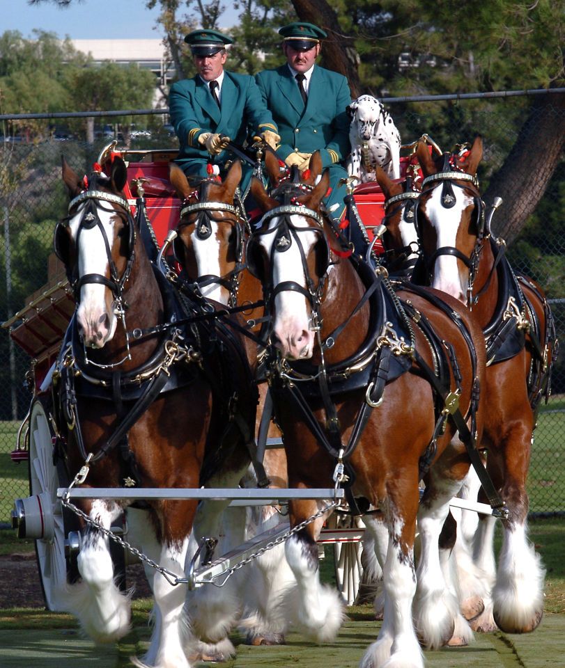 Budweiser Clydesdales