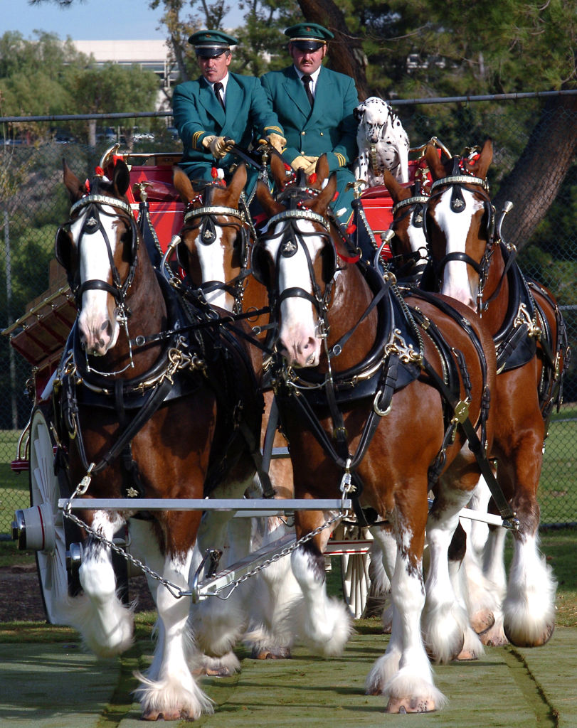 Budweiser Clydesdales