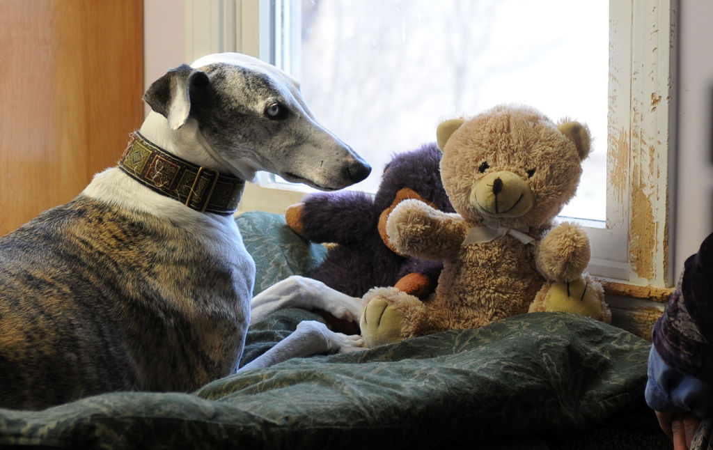 (030210 Melrose, MA) Louise Coleman of Greyhound Friends, Inc. with some of her dogs at her Hopkinton kennels. "Dos" with a Teddy Bear friend. Tuesday, March 02, 2010. Staff photo by Ted Fitzgerald