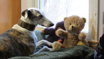 (030210 Melrose, MA) Louise Coleman of Greyhound Friends, Inc. with some of her dogs at her Hopkinton kennels. "Dos" with a Teddy Bear friend. Tuesday, March 02, 2010. Staff photo by Ted Fitzgerald
