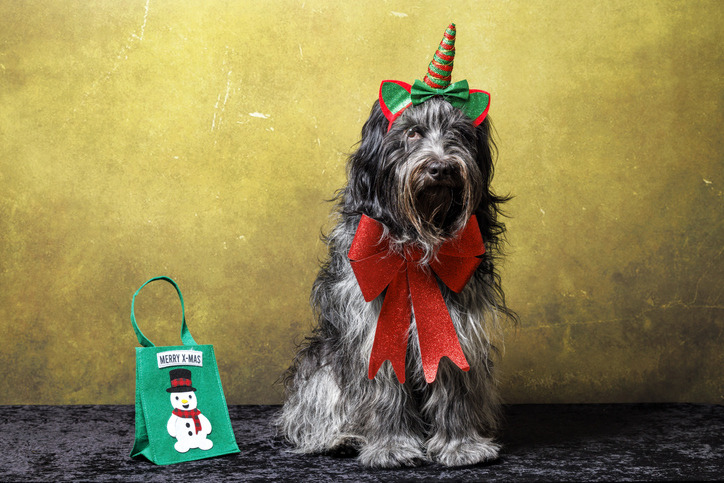 Dutch Sheepdog (Schapendoes) in Christmas outfit