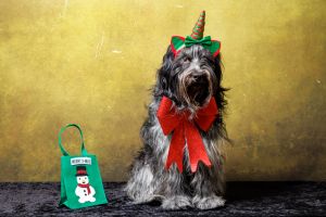 Dutch Sheepdog (Schapendoes) in Christmas outfit