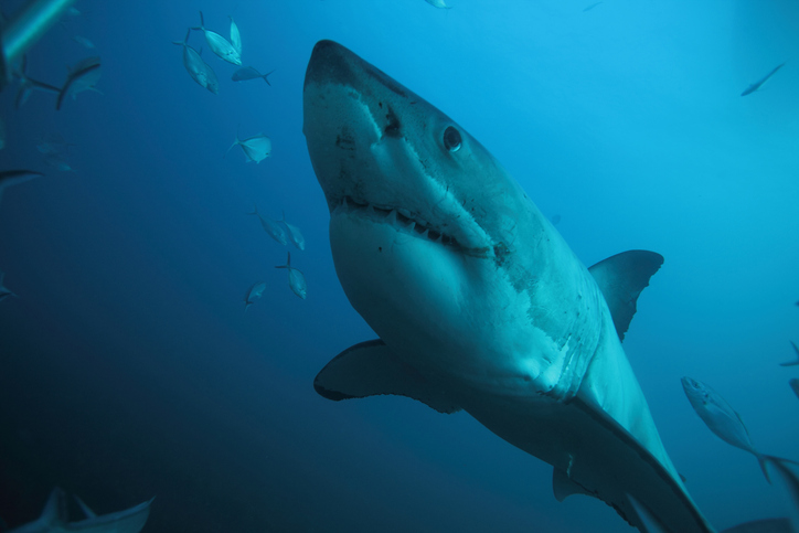 great white shark, Carcharodon carcharias, swimming over the bottom at a depth of 18 meters, Neptune Islands, South Australia