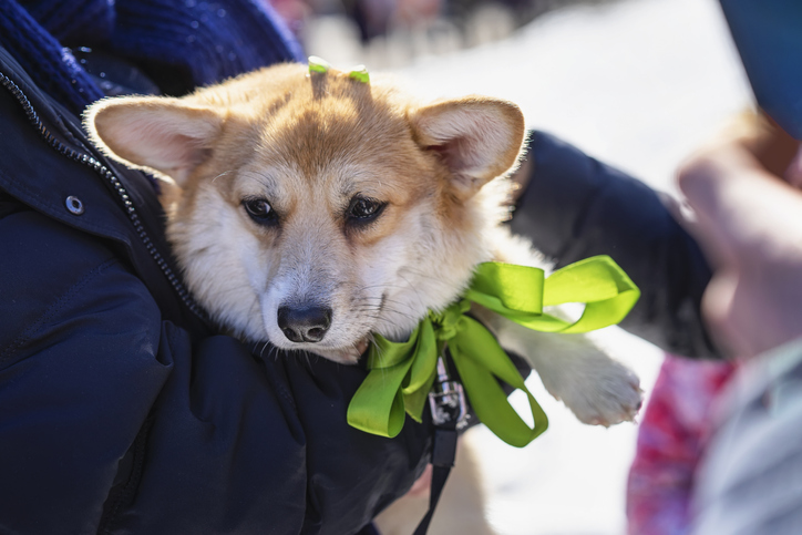 Portrait of sweet, pretty welsh corgi dog in the hands of the owner, saint patrick day holiday. St.Patrick s Day