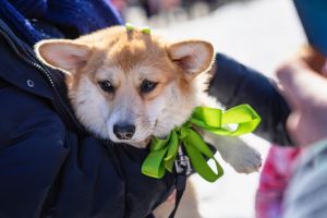 Portrait of sweet, pretty welsh corgi dog in the hands of the owner, saint patrick day holiday. St.Patrick s Day
