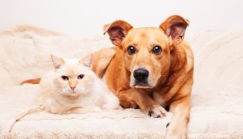 Mixed breed red dog and beige cat together on cozy plaid. Friendship of pets. Pets care concept.