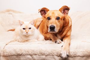 Mixed breed red dog and beige cat together on cozy plaid. Friendship of pets. Pets care concept.