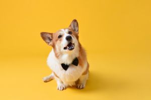 Cute Pembroke Welsh Corgi dog sitting and looking up in yellow studio isolated background