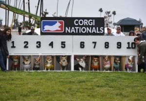 US-DOGS-RACE-CORGI