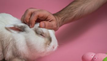 Easter Bunny on a pink background with colorful painted eggs. Man petting a cute rabbit.