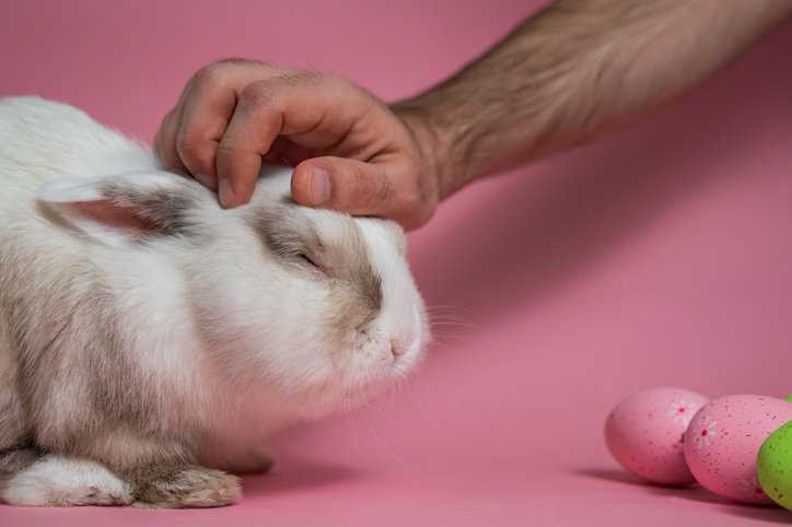 Easter Bunny on a pink background with colorful painted eggs. Man petting a cute rabbit.