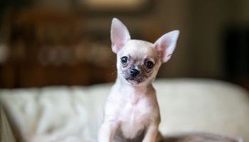 Closeup shot of an adorable chihuahua dog standing on a bed
