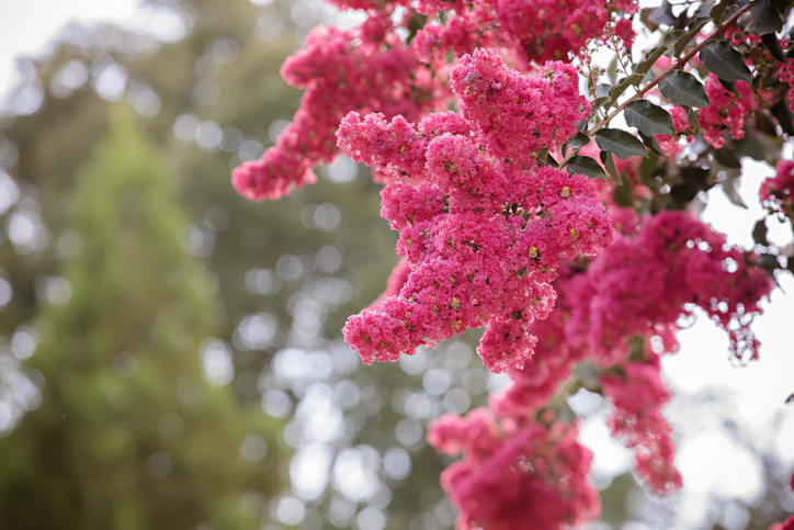 Bright Pink crepe myrtle flowers