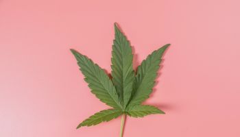 Weed, cannabis, hemp, marijuana leaf on colorful background.