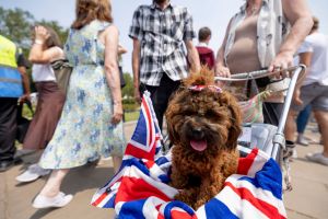 A poodle dog dressed in Union Jack pattern by her Royal Fan...