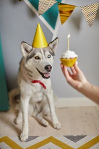 Dog pet birthday, hand holding birthday cupcake with candle