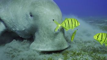 Portrait of Sea Cow eating algae on seagrass meadow. Dugong (Dugong dugon) accompanied by school of Golden trevally fish (Gnathanodon speciosus) feeding Smooth ribbon seagrass, Red sea, Egypt
