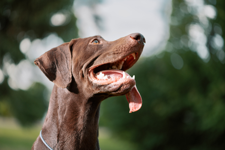 German Shorthaired Pointer with tongue hanging out looking up in outdoors, close up portrait