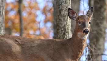 White-tailed doe in autumn, close-up
