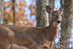 White-tailed doe in autumn, close-up