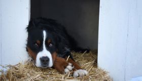 Sad Bernese Mountain dog lying down at a straw laid shelter