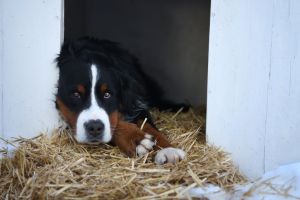 Sad Bernese Mountain dog lying down at a straw laid shelter
