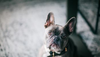 close up portrait of French Bulldog