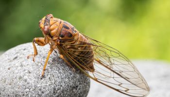 Closeup image of cicada.