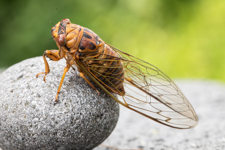 Closeup image of cicada.