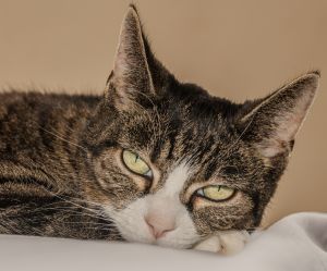 Sleepy cat on the bed