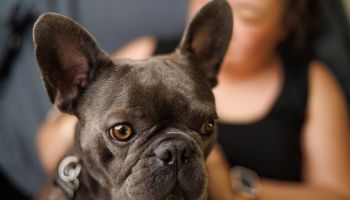 Handsome Grey French Bulldog sitting on Chinese Woman's lap