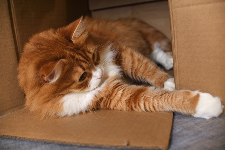 Close-up of rabbit in box,Ukraine