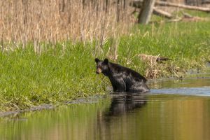 Black Bear gets out of the water of the canal