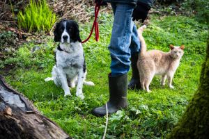 Man taking his spaniel dog and ginger cat for a walk in a woodland Stock photo