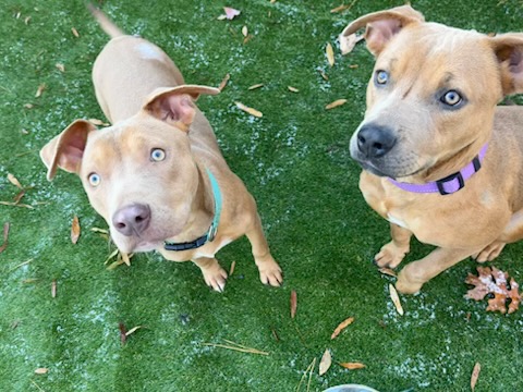 Mara&Sage