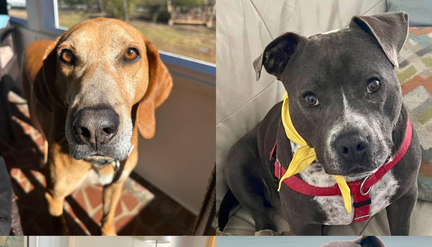 Oso&Shylo