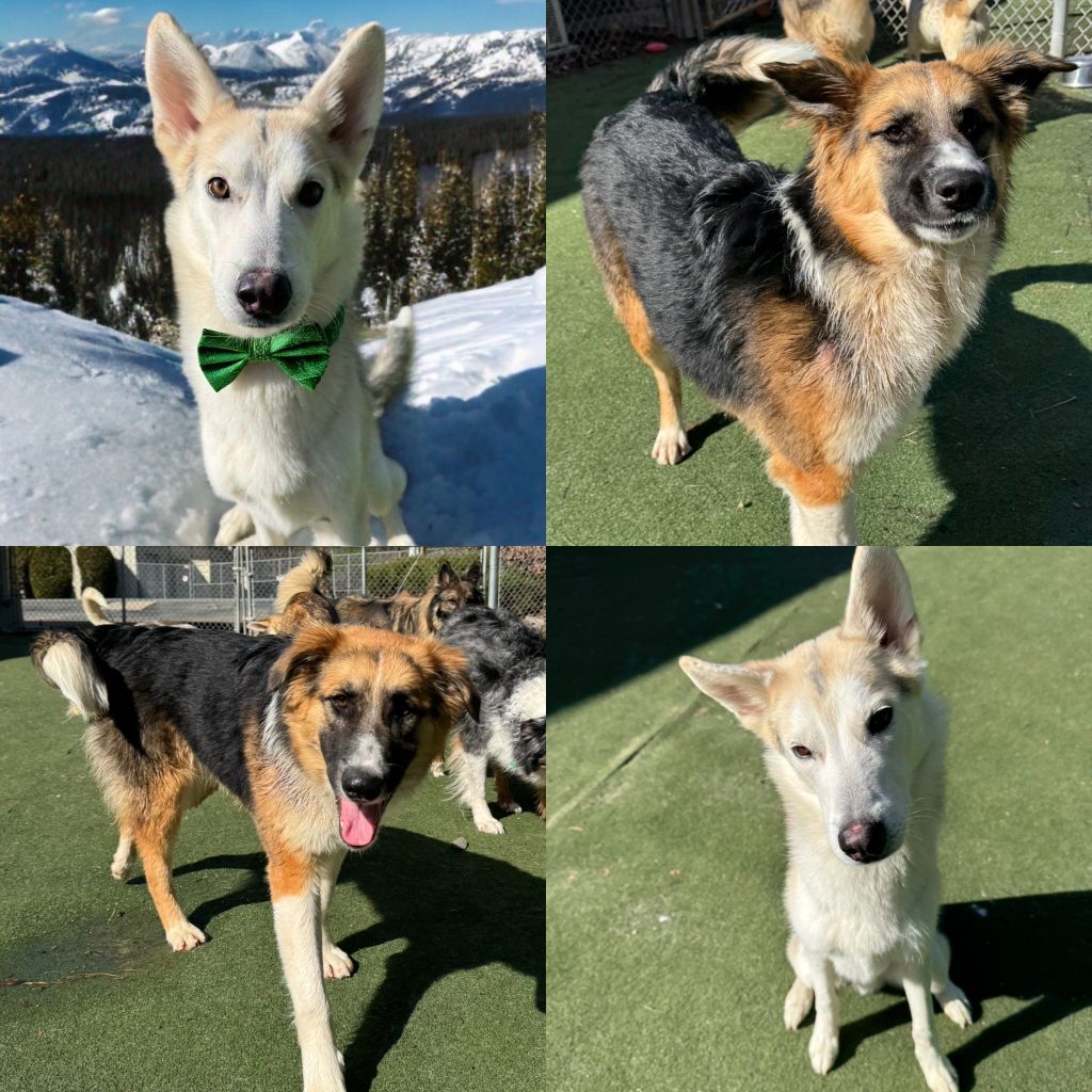 Passion&Yukon