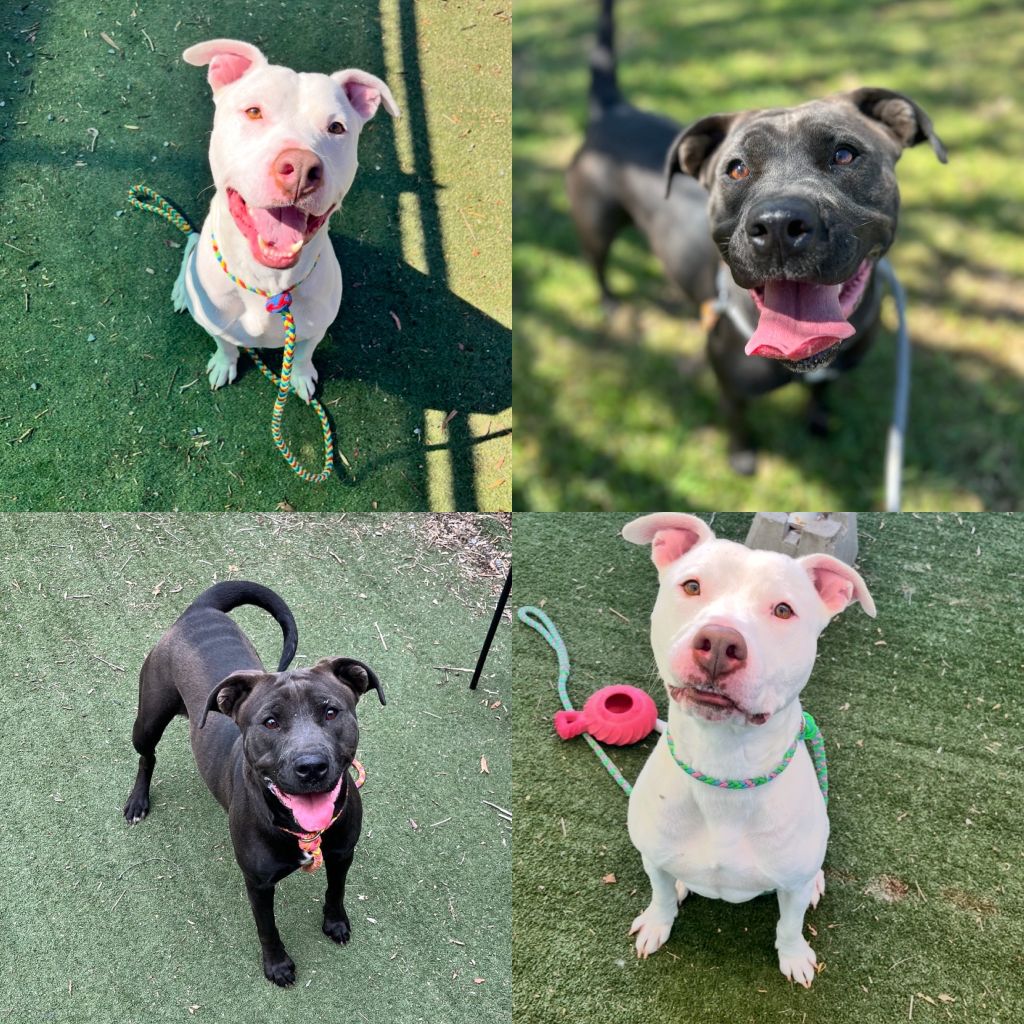 LadyBug&Huxley