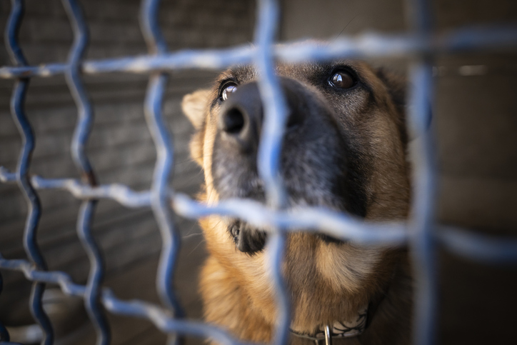 The dog behind bars